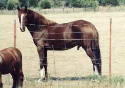 Peruvian Paso Stallion - BK Inspector