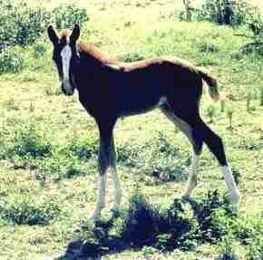 Peruvian Paso Filly  -  Miss Piggy