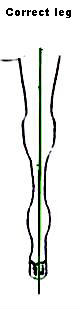 Correct leg conformation
